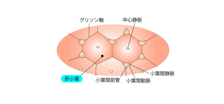 肝小葉